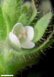 Veronica arvensis. Flower of a white morph. Scale = 1 mm.
 Image: P.J. Garnock-Jones © P.J. Garnock-Jones CC-BY-NC 3.0 NZ